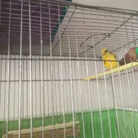 تعدادی قناری نروماده با کیفیت|پرنده|تبریز, |دیوار