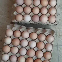 تخم مرغ جوجه کشی آرین