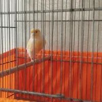 قناری نر پرتقالی