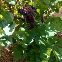 فروش زمین ۴۱۵۳ متری|فروش زمین و ملک کلنگی|سپیدان, |دیوار