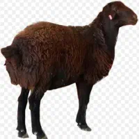 بره کشتاری ۳۰ و ۳۵ کیلو