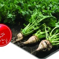 بذر چغندر رزا گلد|خدمات باغبانی و درختکاری|سرپل ذهاب, |دیوار