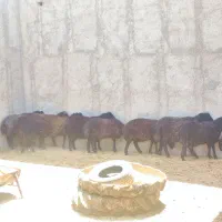 بره نر چاق افشار و بومی