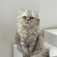 گربه اسکاتیش آنفولد واگذاری رایگان