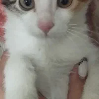 واگذاری گربه