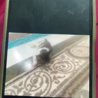 گربه گم شده|گربه|زاهدان, |دیوار