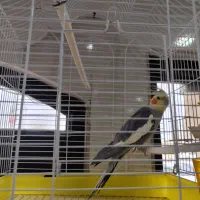 پرنده عروس|پرنده|درگزین, |دیوار