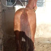 اسب اخته ۷سال فقط باری