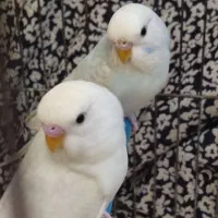 مرغ عشق نر و ماده