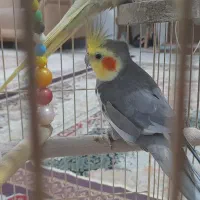 یک جفت عروس هلندی