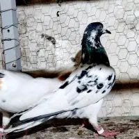 کفتر نرو ماده پاکستانی