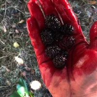 نهال شاه توت کن طهران