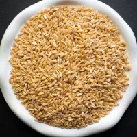 گندم بذری فرین