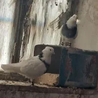 پرشی|پرنده|محلات, |دیوار