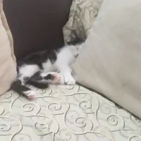 بچه گربه بازیگوش|گربه|زنجان, |دیوار