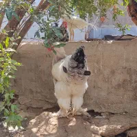 برهما