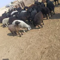 تعدادی بره پای پروار دو رگ افشار
