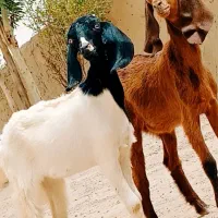 جفت کهره جملی