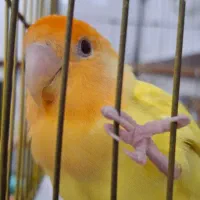 طوطی برزیلی گم شده