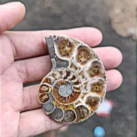 فسیل آمونیت هزار ساله