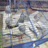 کله الماسی