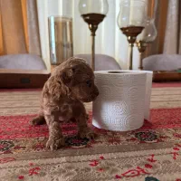 توی پودل کیفیت بسیار بالا