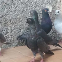 ده تا نوک موشی|پرنده|خورموج, |دیوار