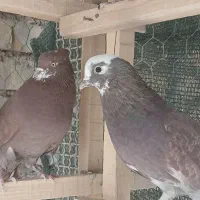 کبوتر پرشی.