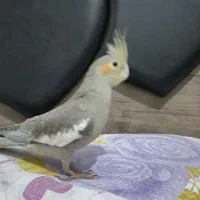 عروس هلندی گمشده