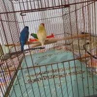 گلدین مولد و زیبا