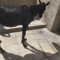 فروش فوری کره اسب سیاه|اسب و تجهیزات اسبسواری|جهرم, |دیوار