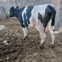 نخری تازه زا|حیوانات مزرعه|فلاورجان, |دیوار