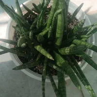 سانسوریا بنسل|گل و گیاه طبیعی|بوشهر, |دیوار