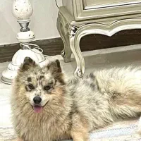 سگ گمشده بیمار