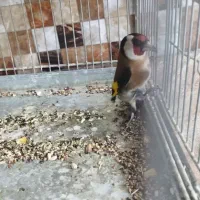 دوتا قناری نر و یک عدد سهره ی گل قفل نر|پرنده|تهران, جوادیه|دیوار