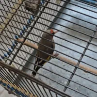 فروشی سهره کرمانی دورگ