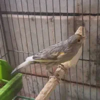 قناری فنچ مرغ عشق طوطی کوتوله کبوتر مرغ|پرنده|خمینی‌شهر, |دیوار