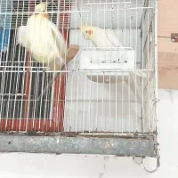 فروش چند جفت طوطی عروس مولد بشرط