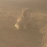 واگذاری سگ|سگ|بن, |دیوار