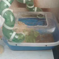 همستر|موش و خرگوش|سنندج, |دیوار