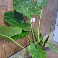 فروش|گل و گیاه طبیعی|شیراز, قلعه نو|دیوار