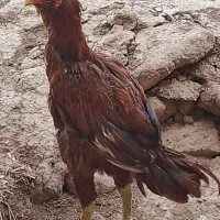 خروس و مرغ لاری|حیوانات مزرعه|قزوین, |دیوار