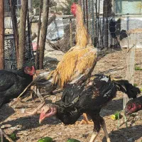 مرغ وخروس محلی