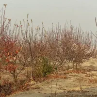 باغ-و-باغچه-با-مجوز-فنس-از-جهاد-وکشاورزی