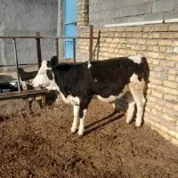 گوساله سمیتال ماده