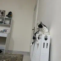 گربه