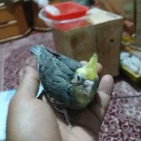 کوتوله|پرنده|بندرعباس, |دیوار