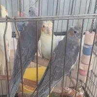عروس هلندی