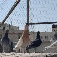 جوجه  پلاکی نر(رنگ روشن)