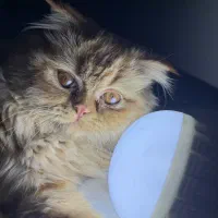 گربه نر برای جفت گیری